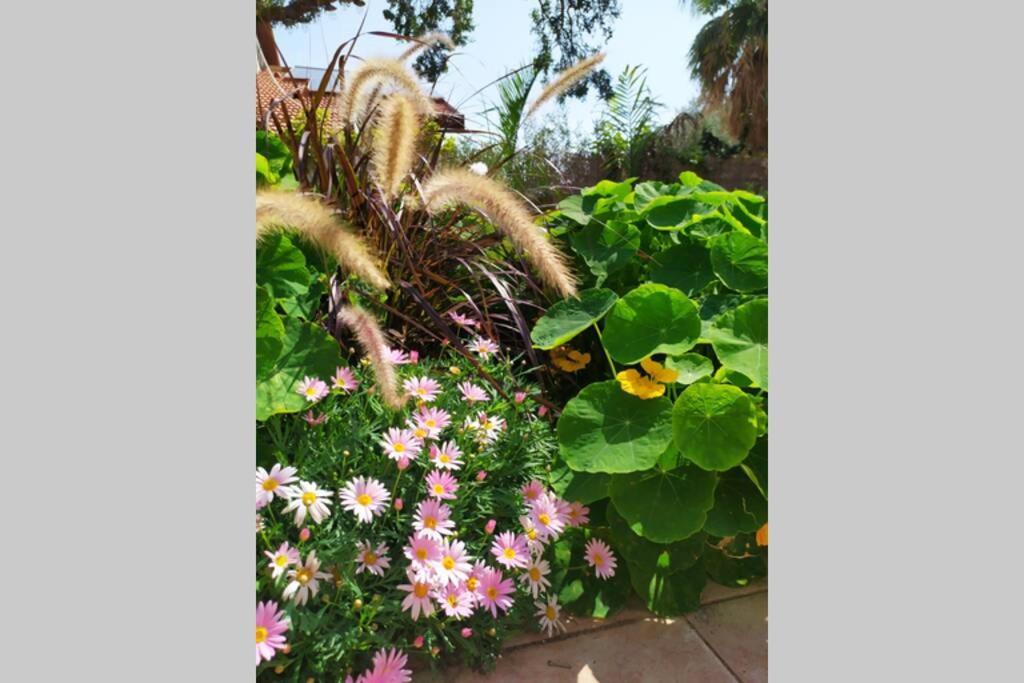 Eilat Stone - Patio אבן אילת - פטיו Apartment Bagian luar foto